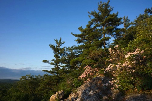 Mountain Laurel, High Point State Park, Sussex County, NJ (7673 SA).jpg Mountain Laurel, High Point State Park, Sussex County, NJ (7673 SA).jpg